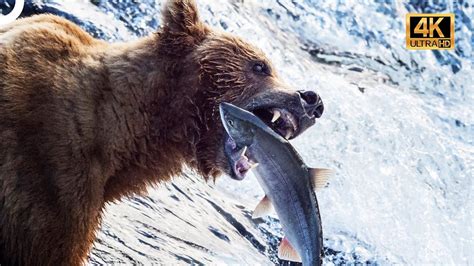 kutup ayı belgeseli